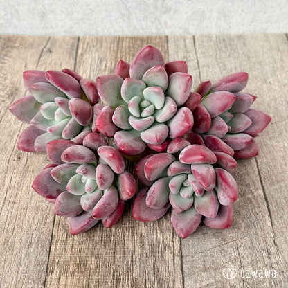 ＊新入荷＊　バブルモンスター