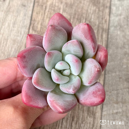 ＊新入荷＊　バブルモンスター