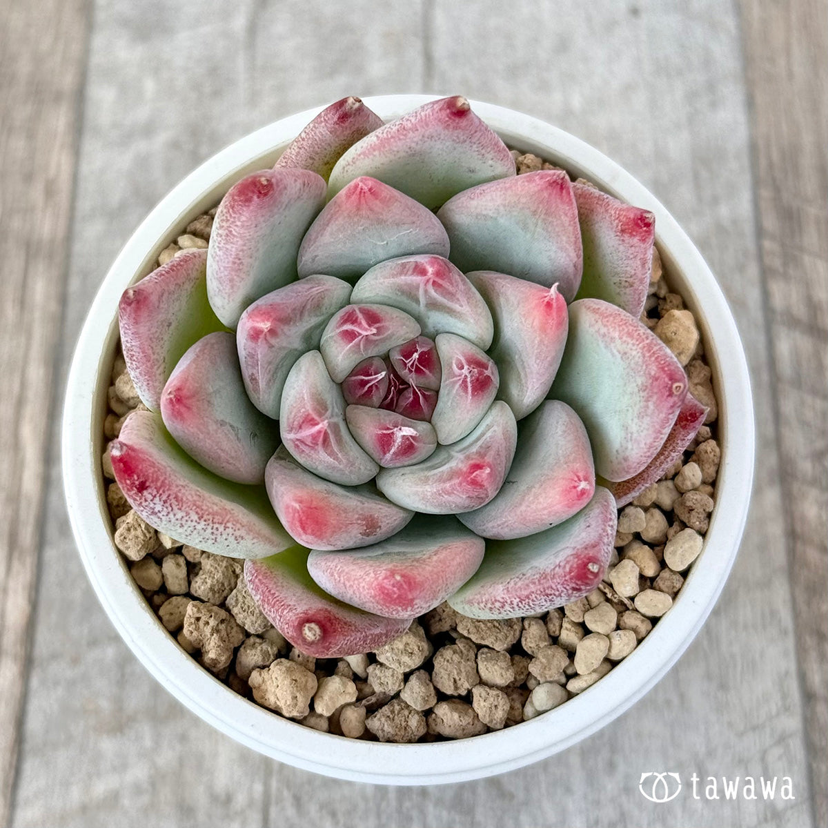 Echeveria – tagged 