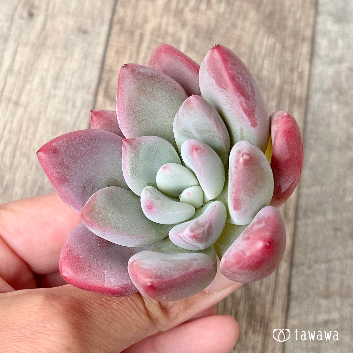 ＊新入荷＊　バブルモンスター