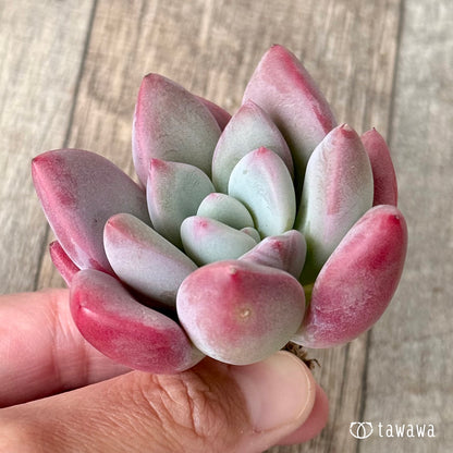 ＊新入荷＊　バブルモンスター