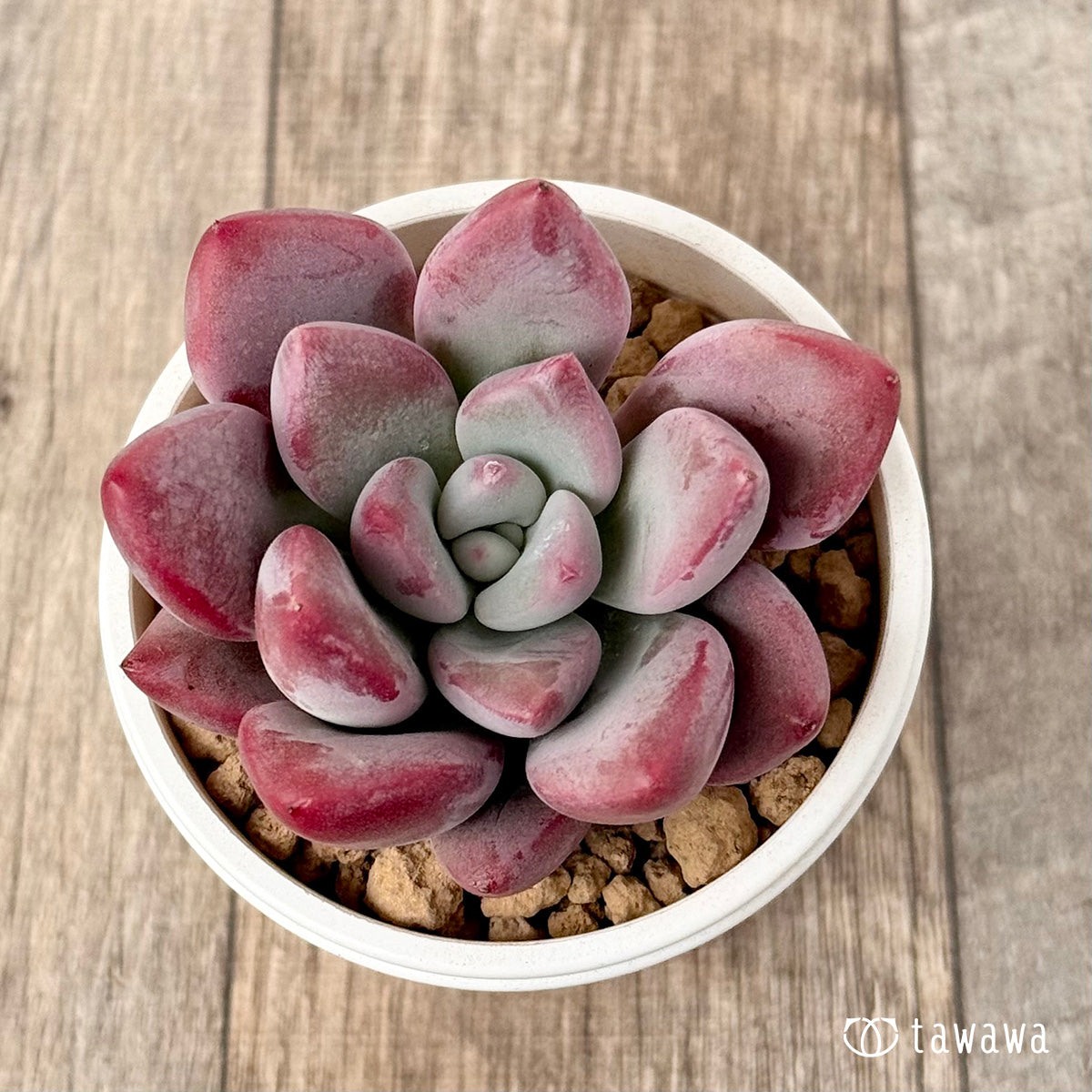 ＊新入荷＊　バブルモンスター