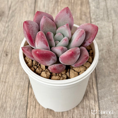 ＊新入荷＊　バブルモンスター