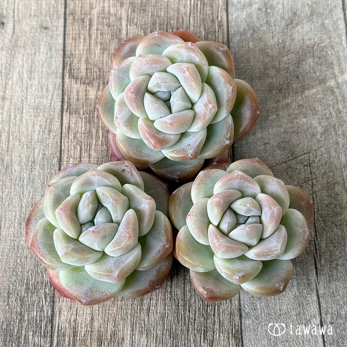 ＊新入荷＊　アイスグリーン①