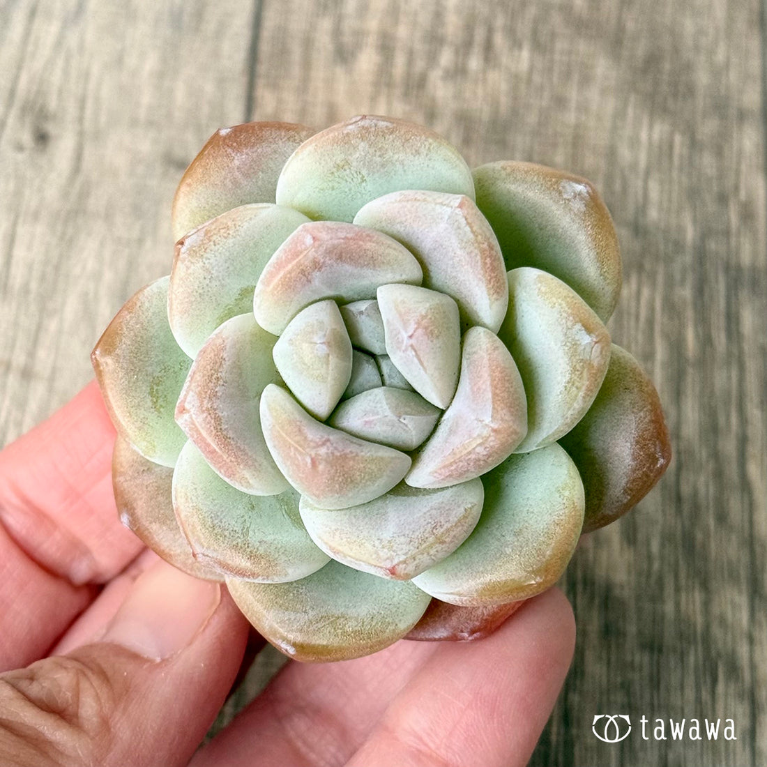 New Arrivals: Ice Green