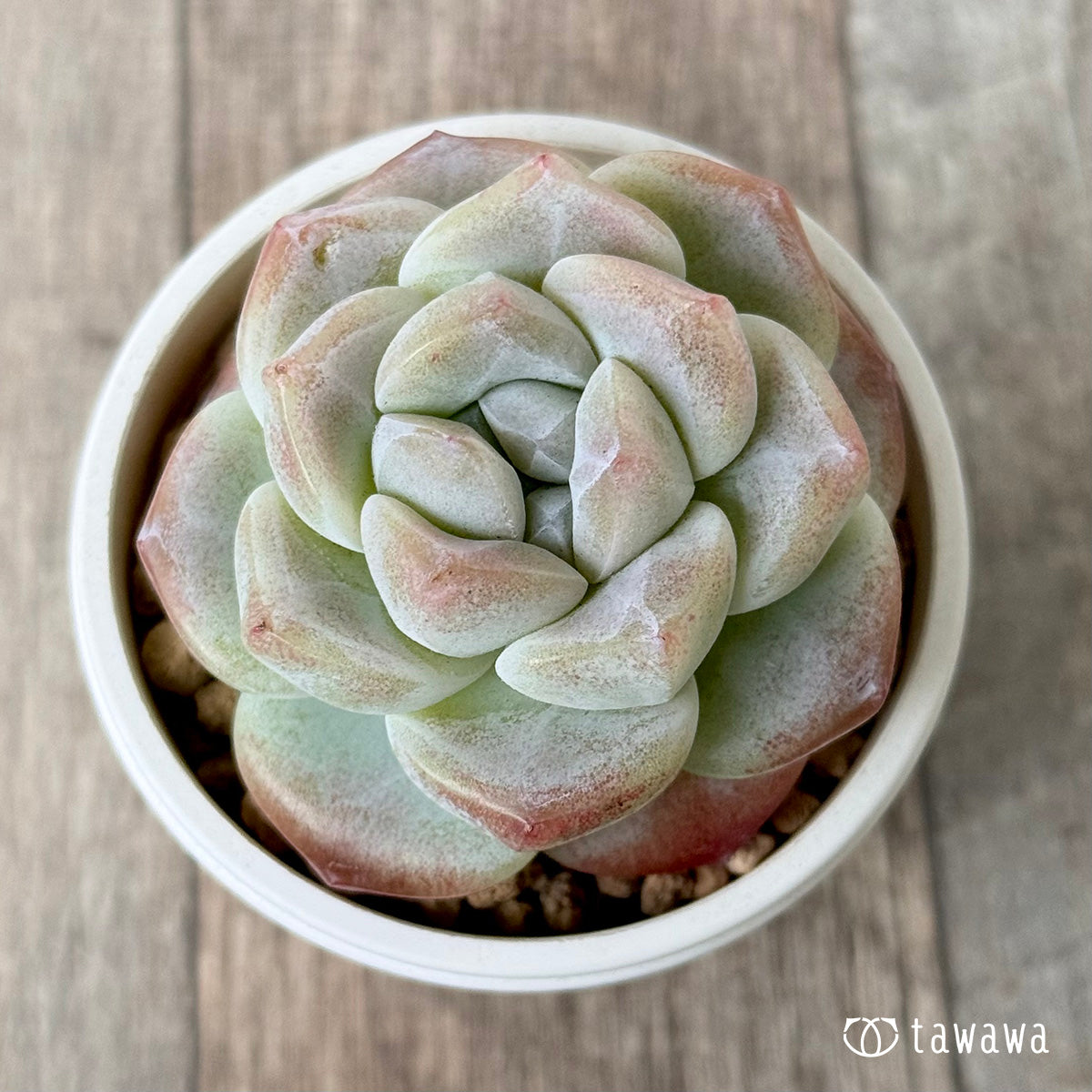 ＊新入荷＊　アイスグリーン①