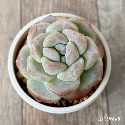 ＊新入荷＊　アイスグリーン①