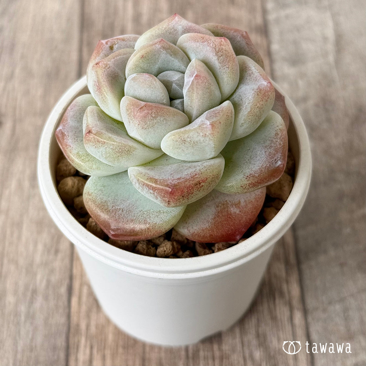 新入荷＊ アイスグリーン① – 多肉植物の通販・販売サイト tawawa