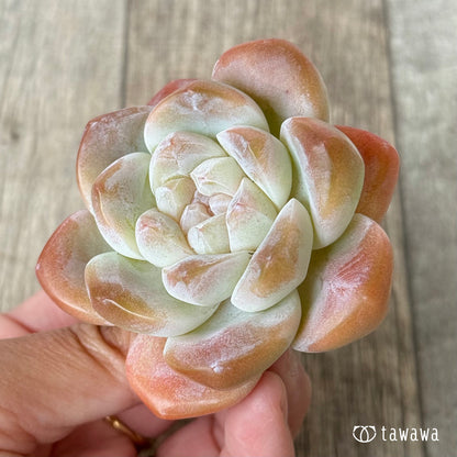 ＊新入荷＊　アイスグリーン②