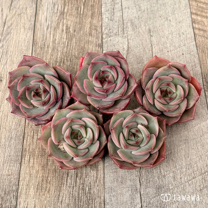 ＊新入荷＊　アンジェリーナ