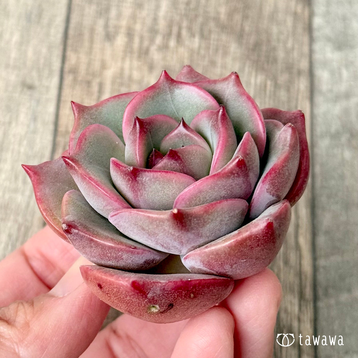 ＊新入荷＊　アンジェリーナ