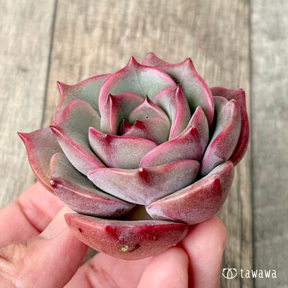 ＊新入荷＊　アンジェリーナ