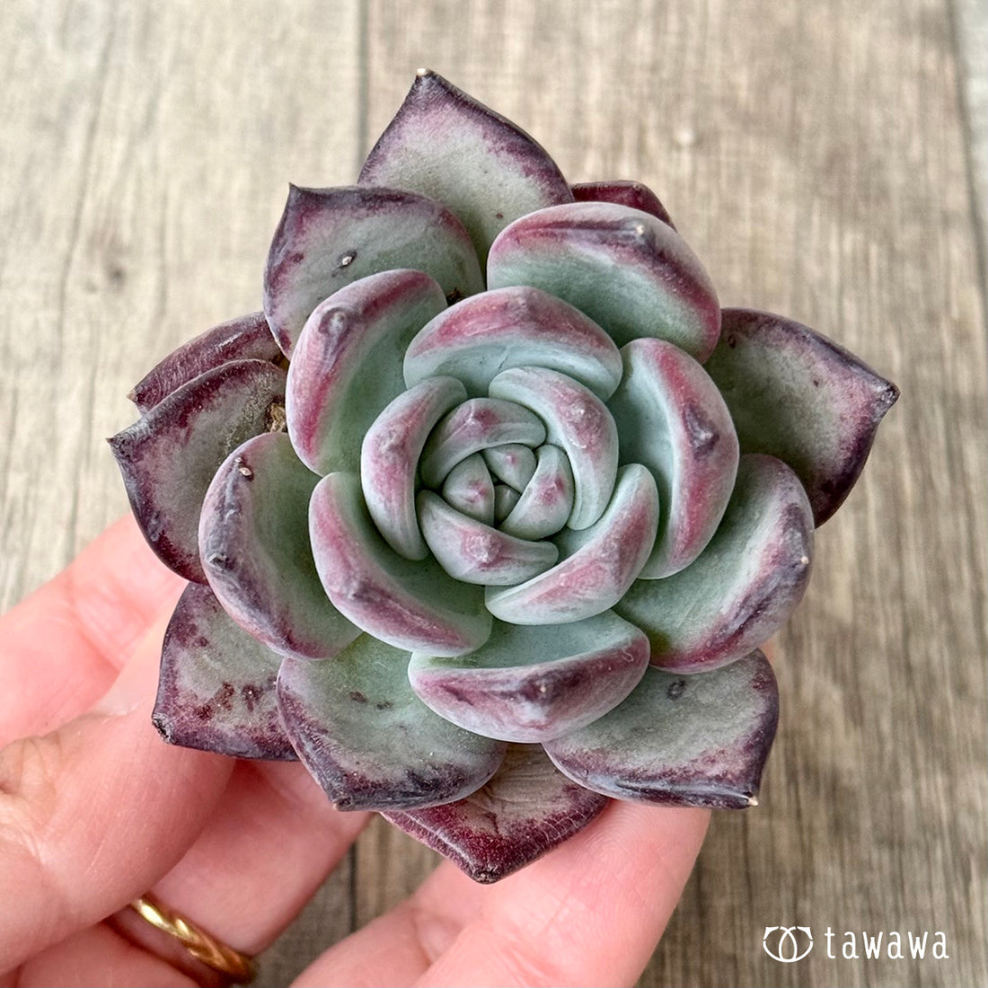 New Arrival* Cubic Frost