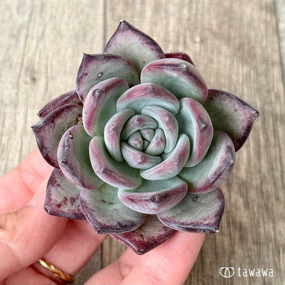 ＊新入荷＊　クリームスカイ