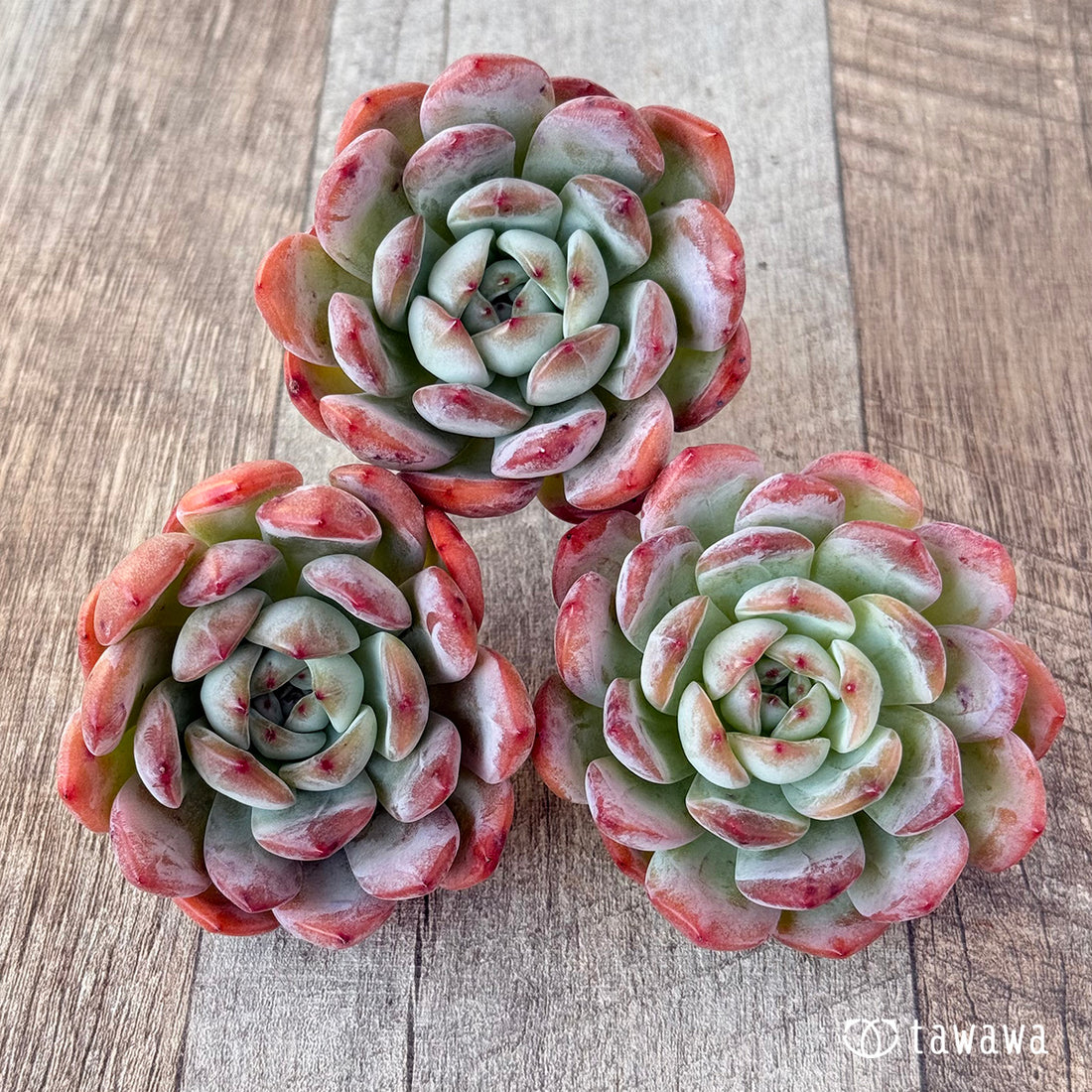 New Arrival* Star Mark
