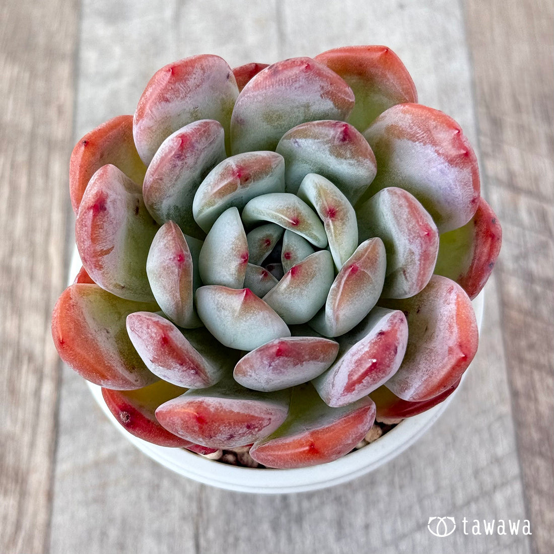 New Arrival* Star Mark