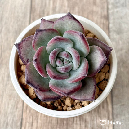 ＊新入荷＊　クリームスカイ