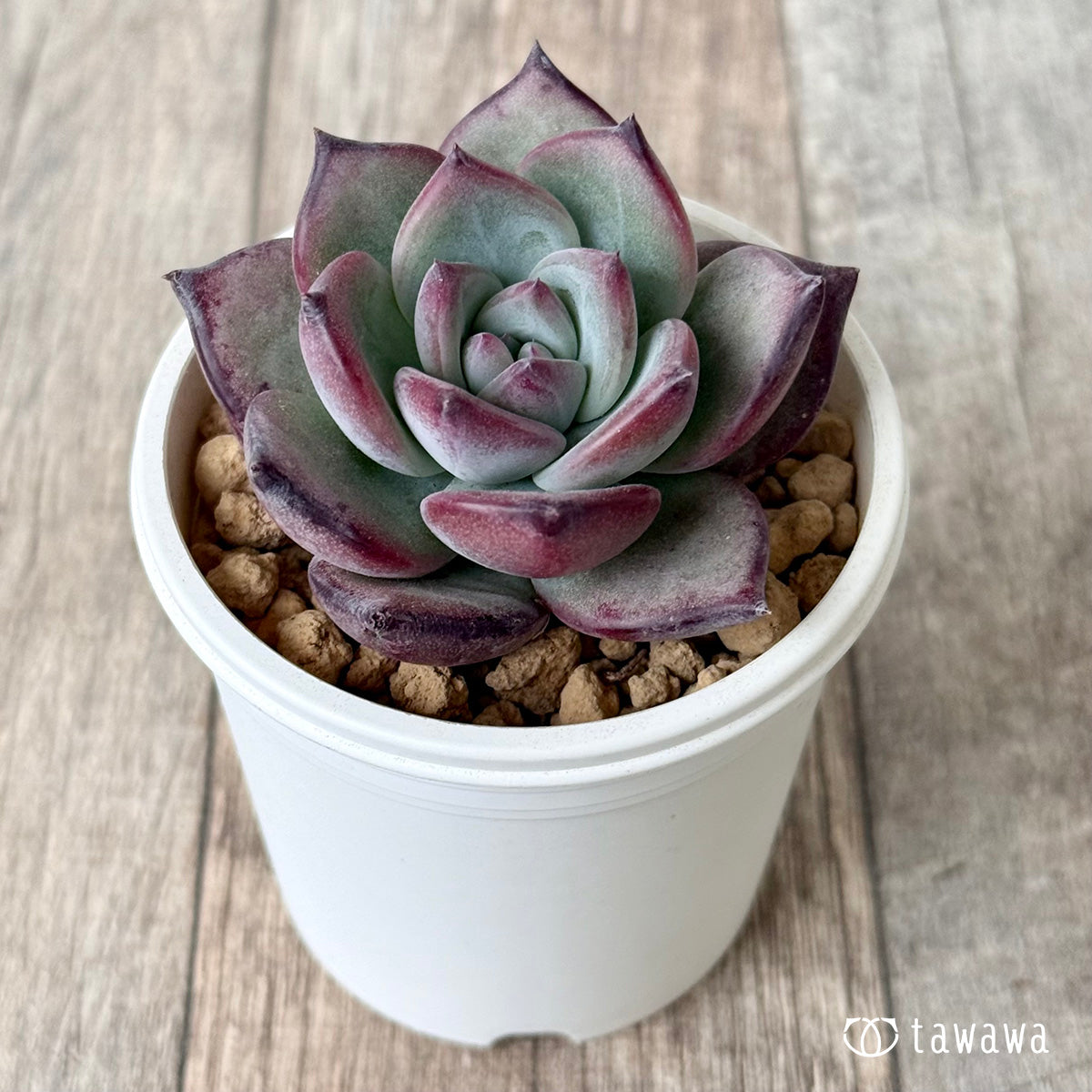 ＊新入荷＊　クリームスカイ