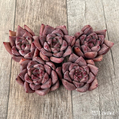 ＊新入荷＊　レッドマウンテン