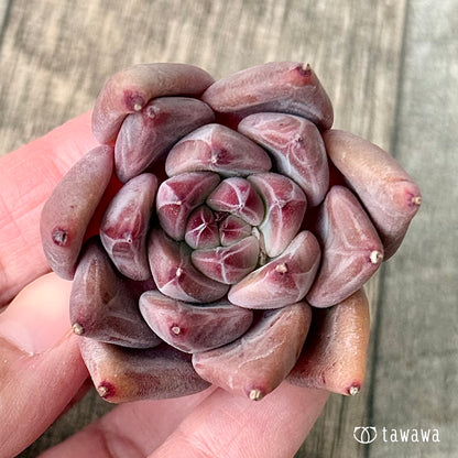 ＊新入荷＊　レッドマウンテン