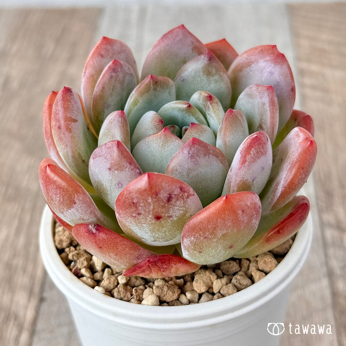 New Arrival* Star Mark