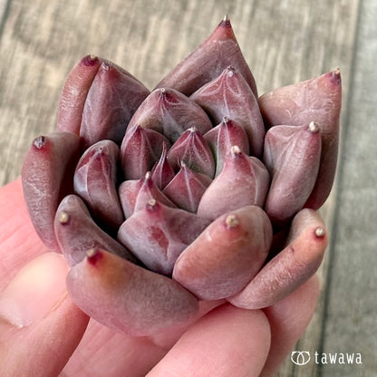 ＊新入荷＊　レッドマウンテン