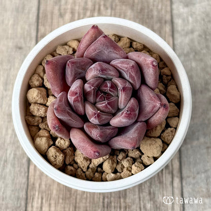 ＊新入荷＊　レッドマウンテン