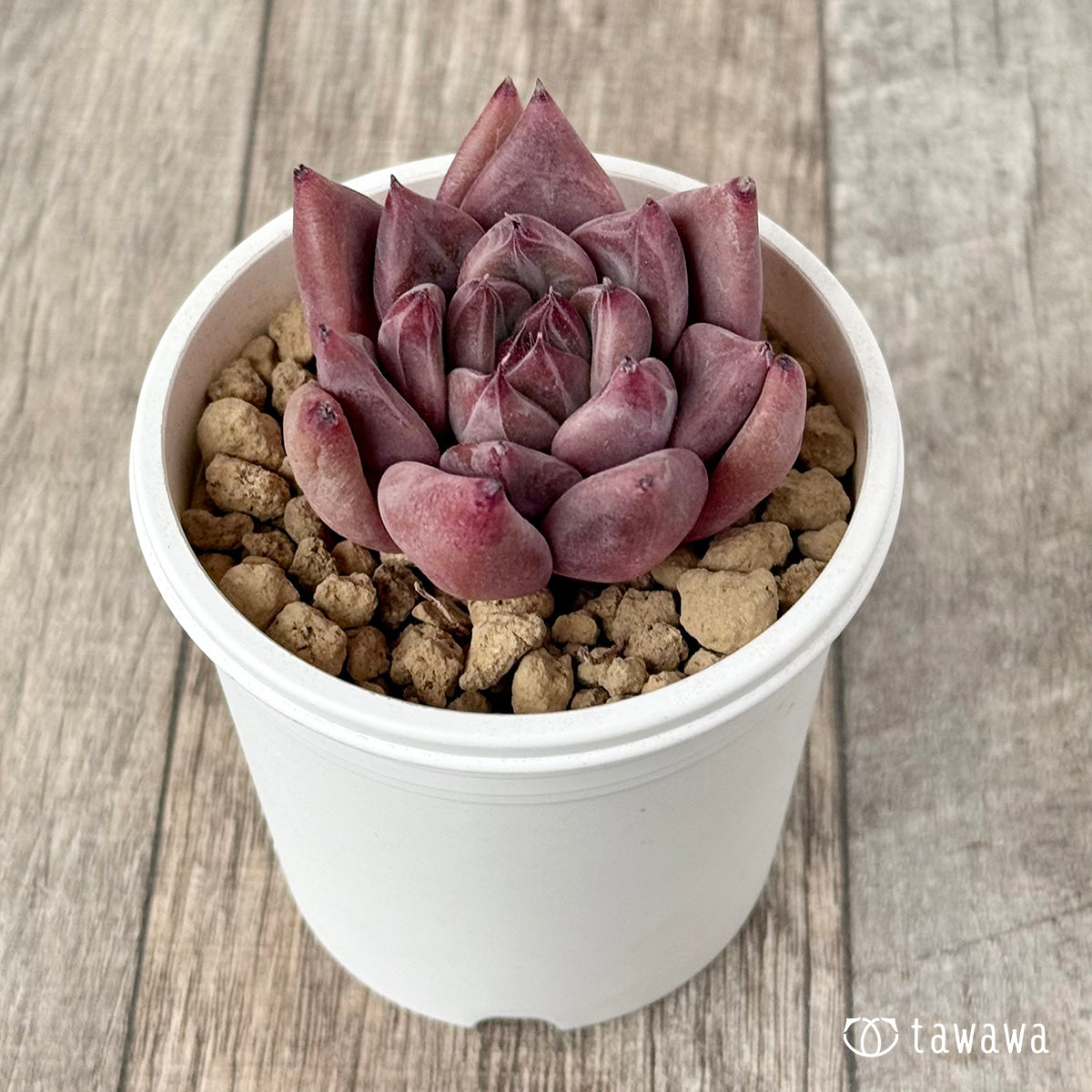 ＊新入荷＊　レッドマウンテン