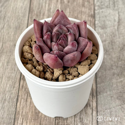 ＊新入荷＊　レッドマウンテン