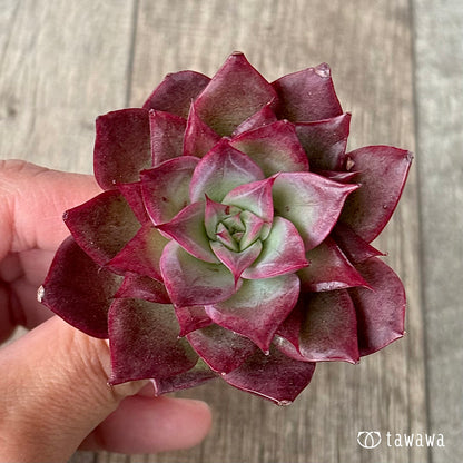 ＊新入荷＊　エリング