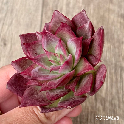 ＊新入荷＊　エリング