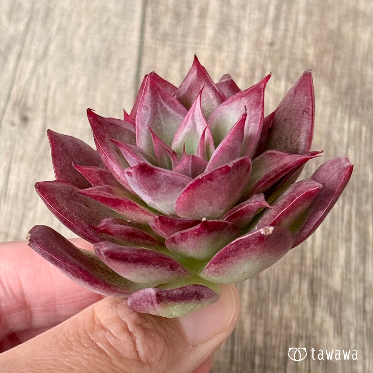 ＊新入荷＊　エリング