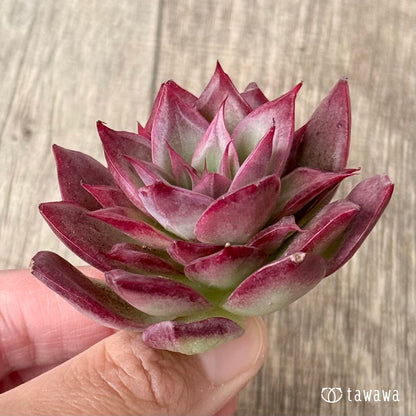 ＊新入荷＊　エリング