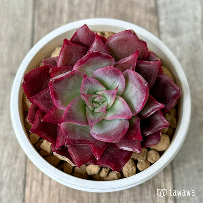 ＊新入荷＊　エリング