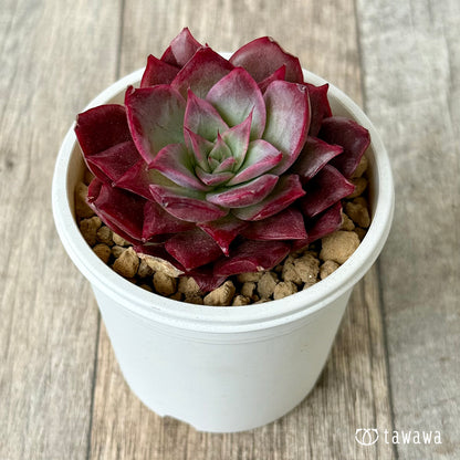 ＊新入荷＊　エリング