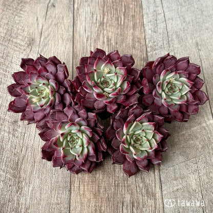 ＊新入荷＊　セレンディ