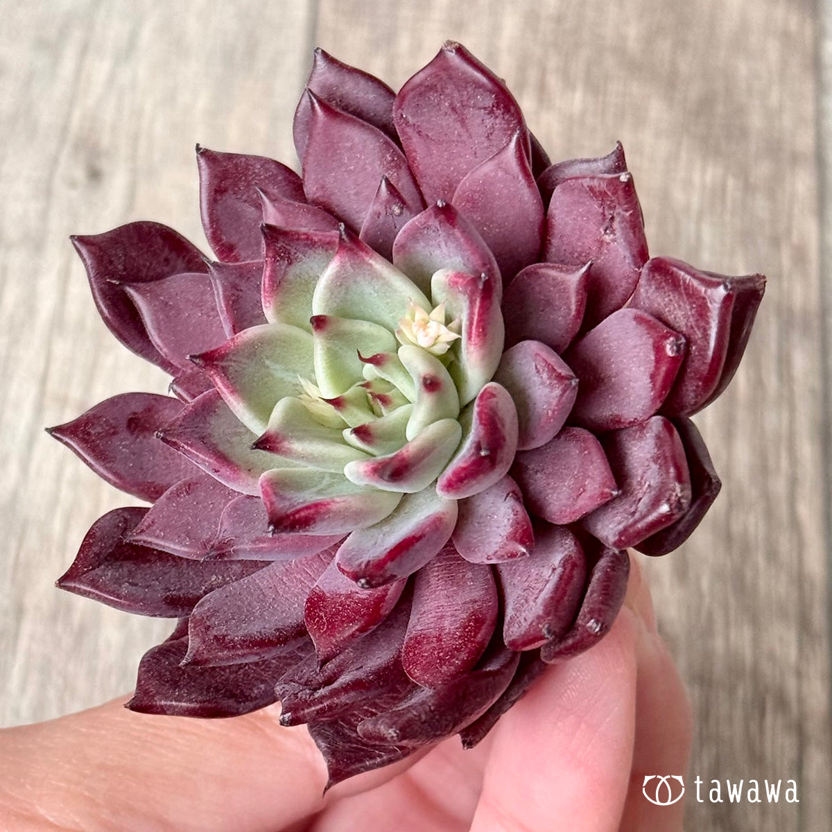 ＊新入荷＊　セレンディ