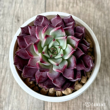 ＊新入荷＊　セレンディ