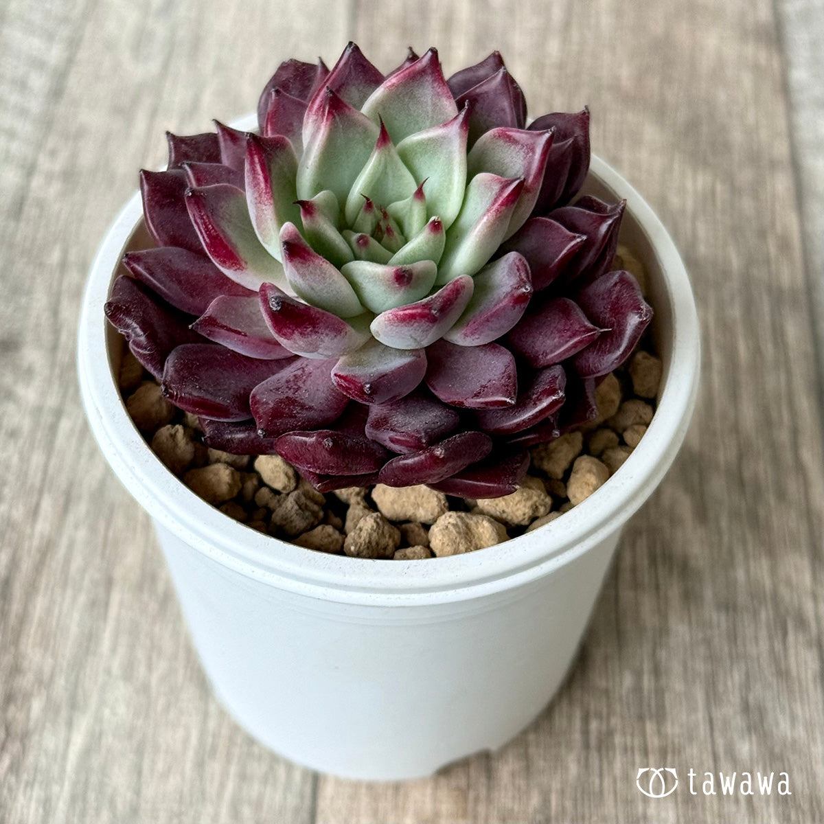 ＊新入荷＊　セレンディ