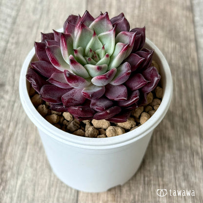 ＊新入荷＊　セレンディ