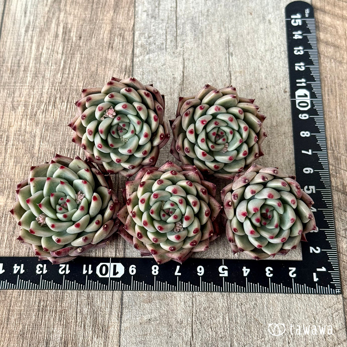 ＊新入荷＊　バラード