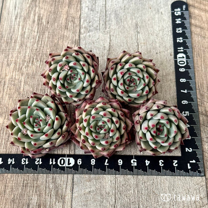 ＊新入荷＊　バラード