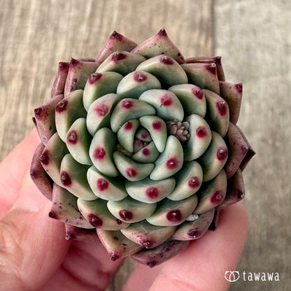 ＊新入荷＊　バラード