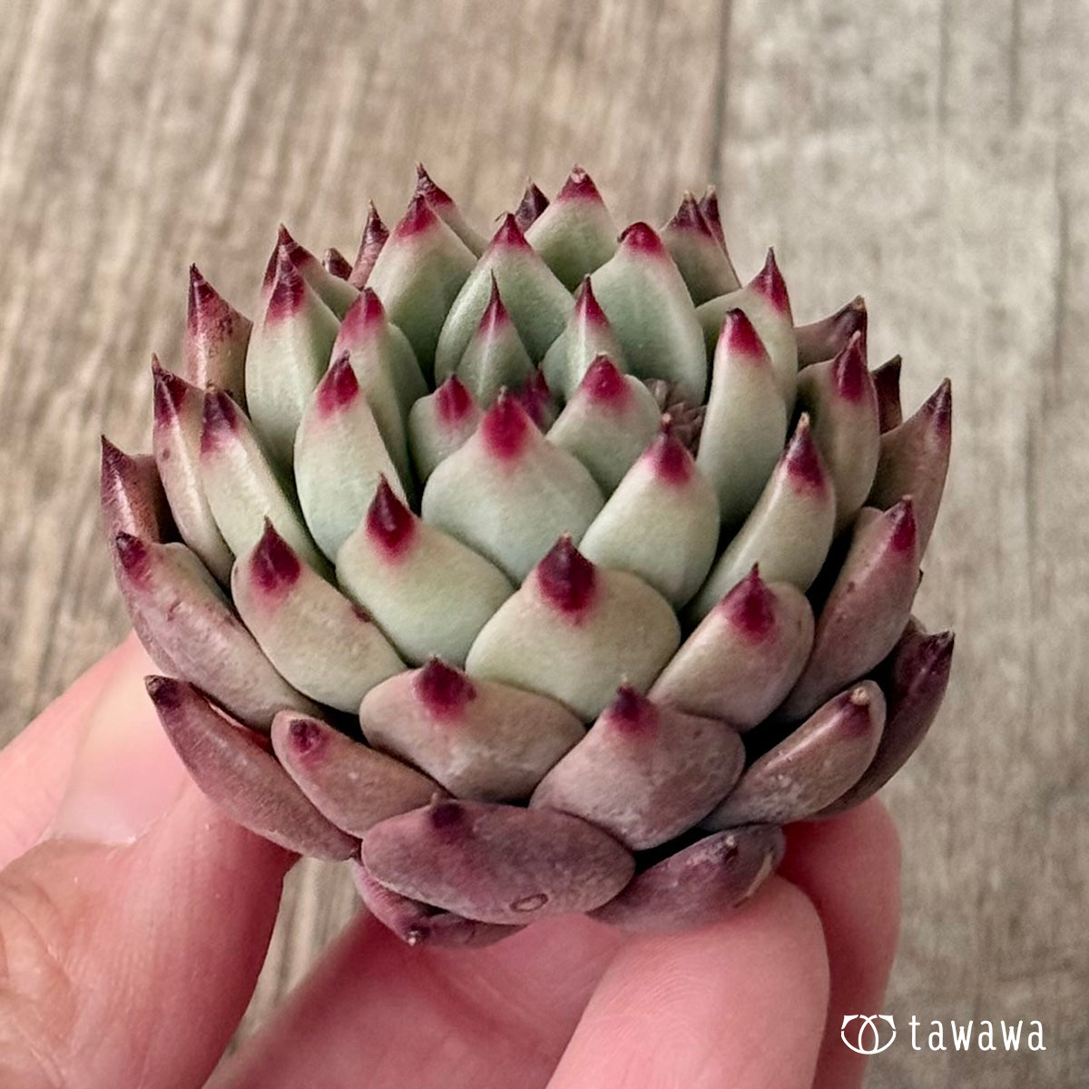 코로키