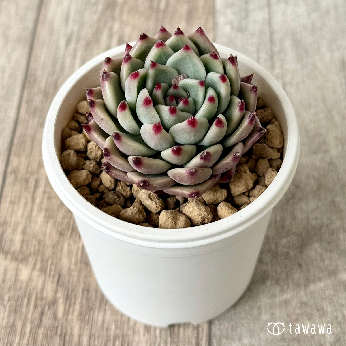 코로키