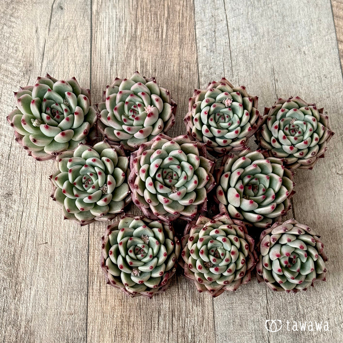 ＊新入荷＊　バラード