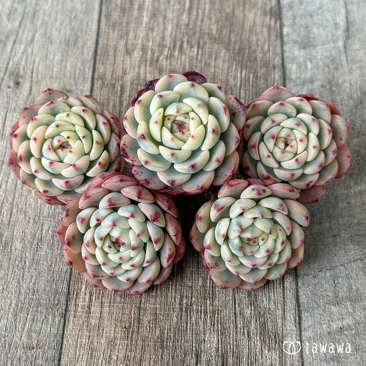 ＊新入荷＊　ミニマ錦（約3センチ）