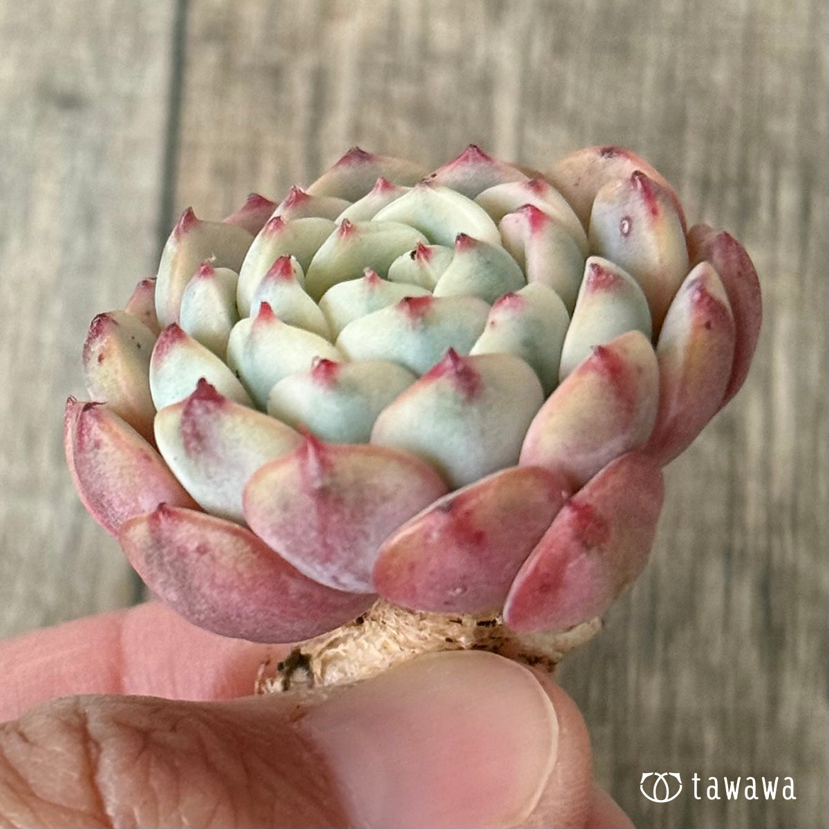 ＊新入荷＊　ミニマ錦（約3センチ）