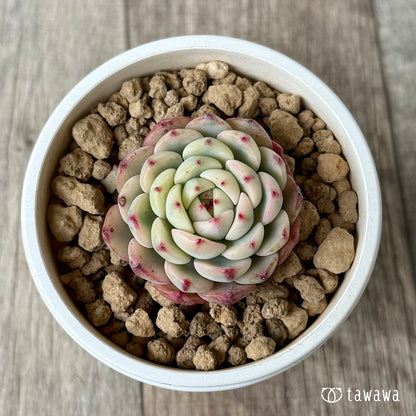 ＊新入荷＊　ミニマ錦（約3センチ）