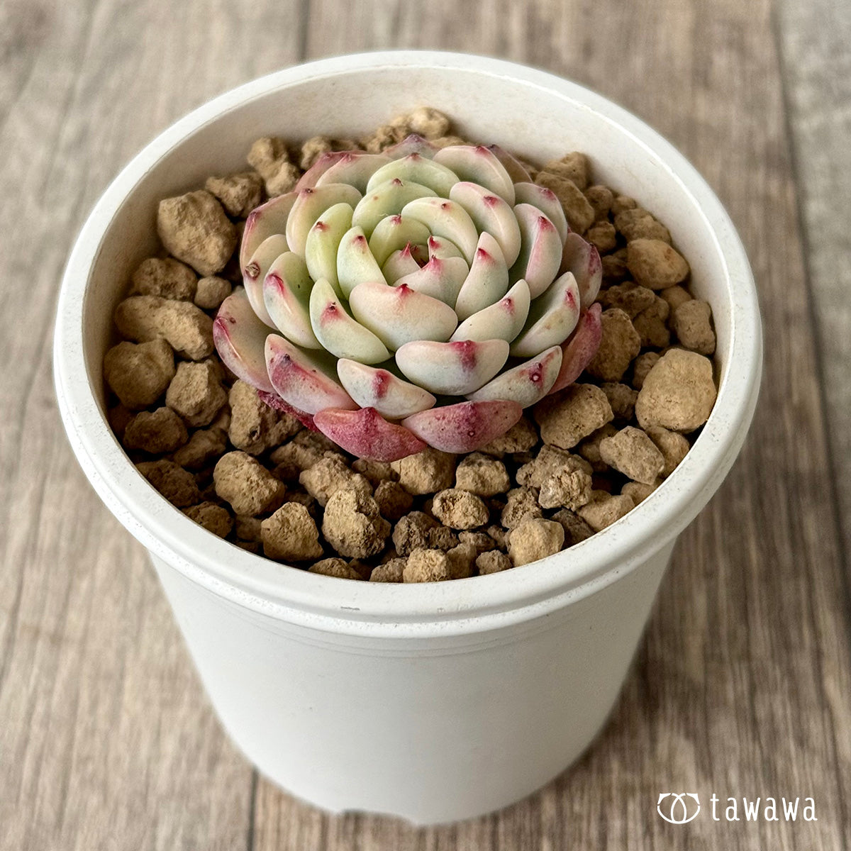 ＊新入荷＊　ミニマ錦（約3センチ）